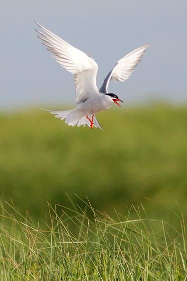 bird photography