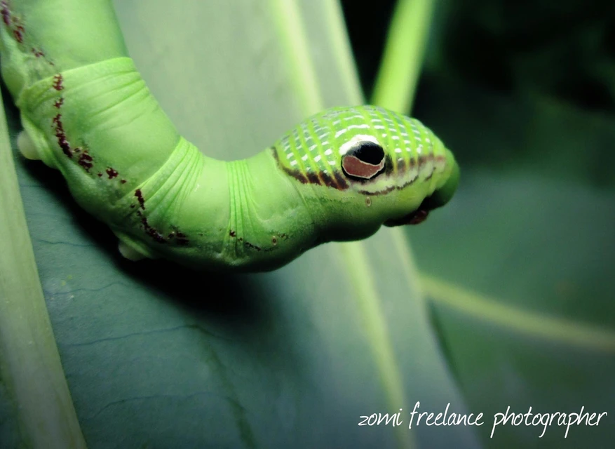 pic Cute Caterpillar Names picsart