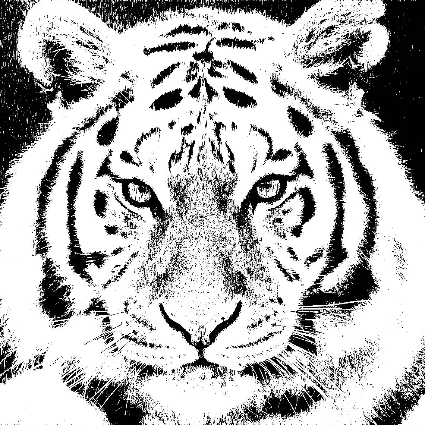 Dibujos De Caras De Tigres Para Colorear Imagesacolorierwebsite