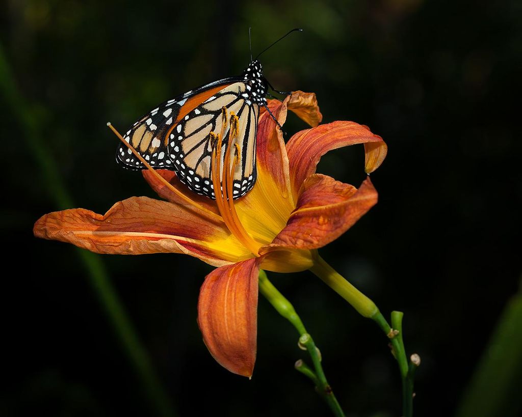 butterfly pictures