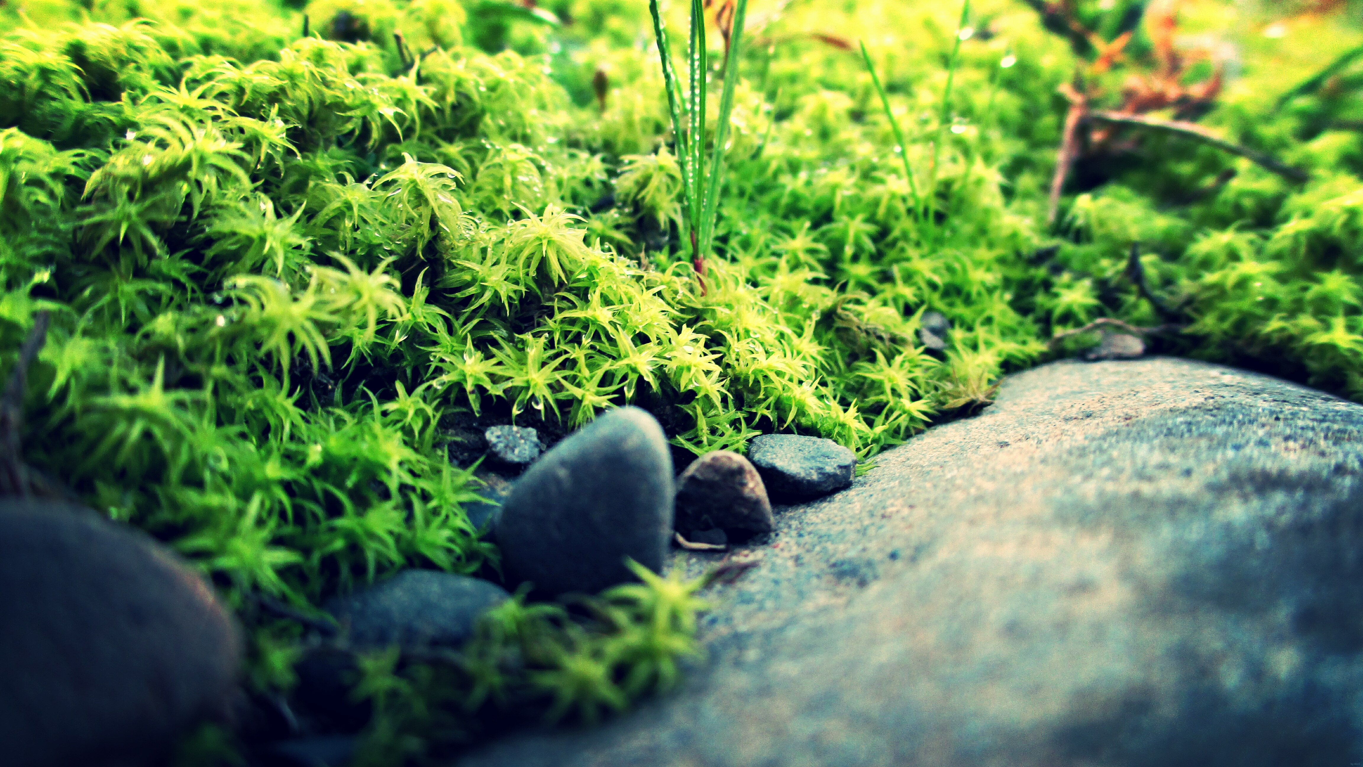 This visual is about taken macro moss green Little world.