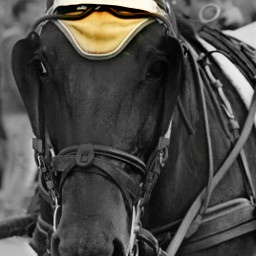 horse color blackandwhite photography